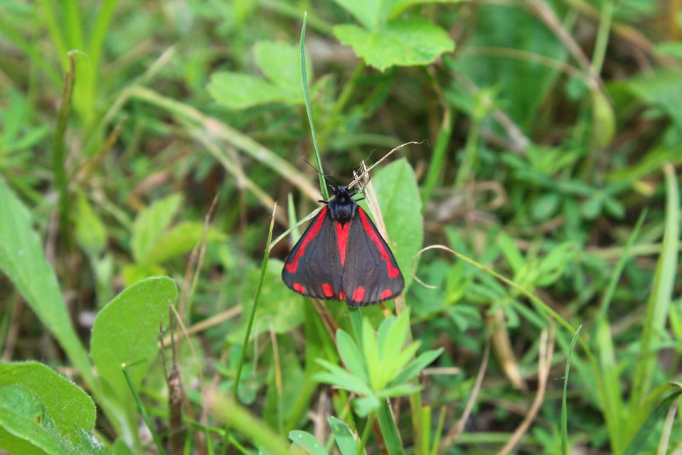 Tyria jacobaeae - jakabfű-medvelepke