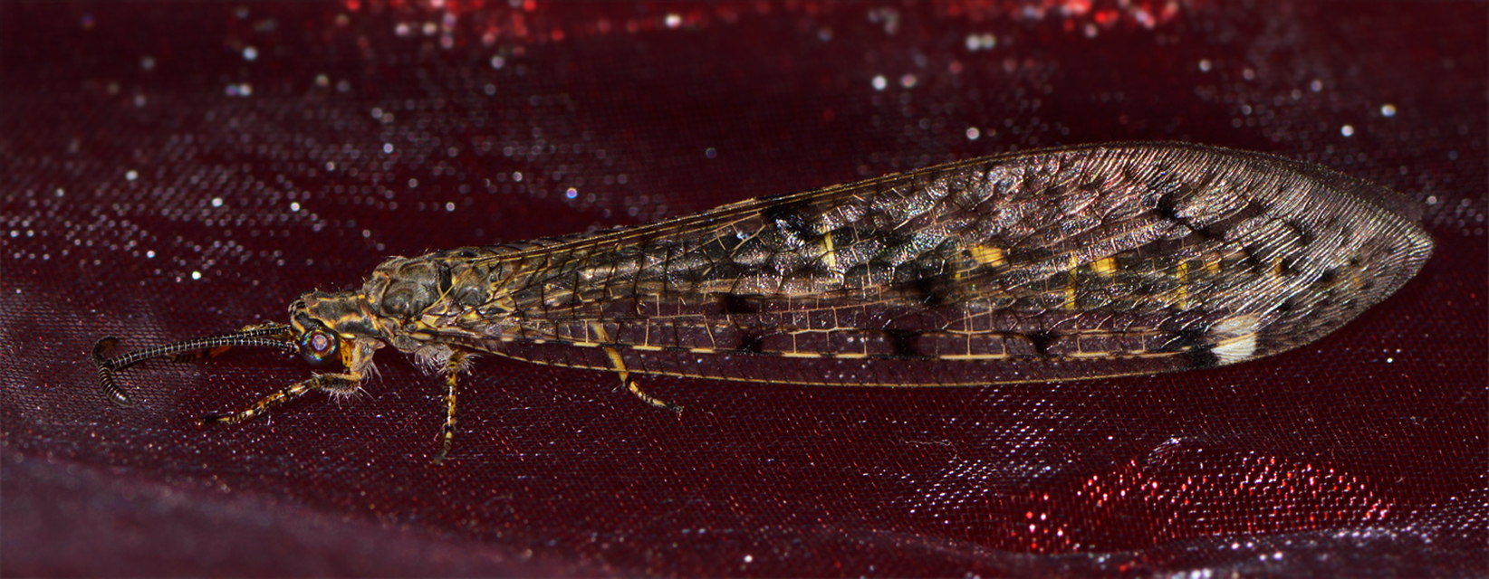Distoleon tetragrammicus - négyfoltos hangyaleső