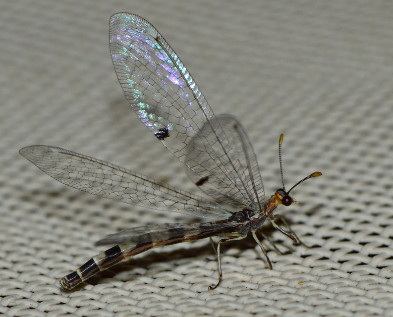 Megistopus flavicornis - kétfoltos hangyaleső