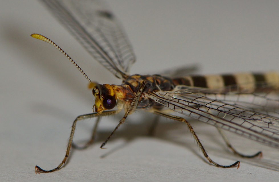 Megistopus flavicornis - kétfoltos hangyaleső