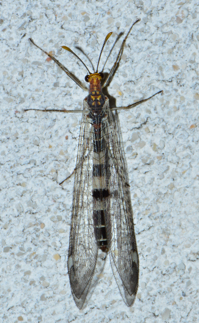 Megistopus flavicornis - kétfoltos hangyaleső