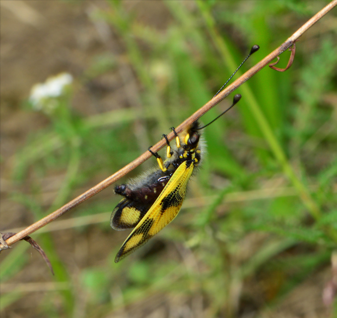 Libelloides macaronius - keleti rablópille