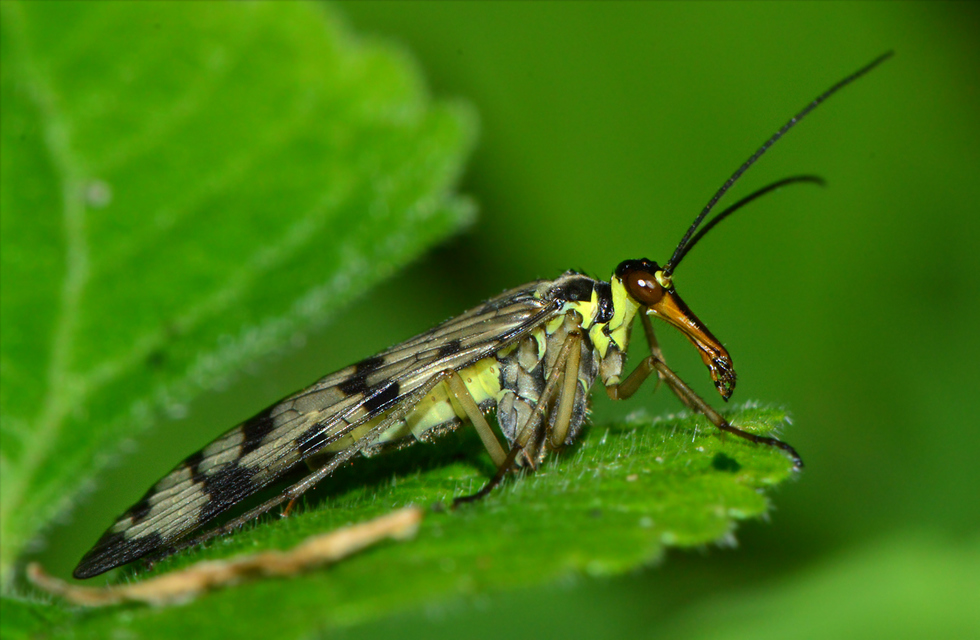 Panorpa vulgaris
