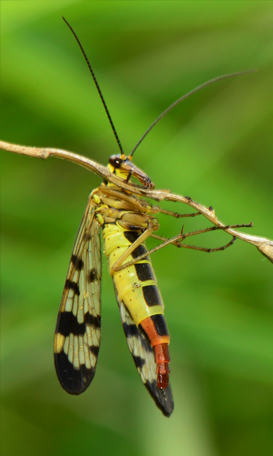 Panorpa vulgaris