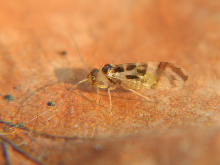 Graphopsocus cruciatus