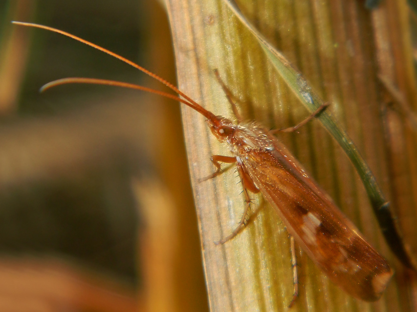 Trichoptera - Tegzesek