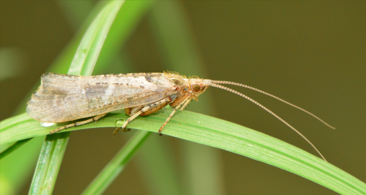 Trichoptera - Tegzesek