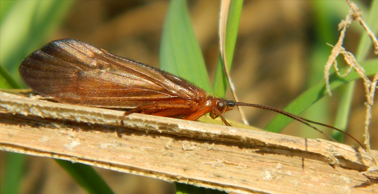 Trichoptera - Tegzesek
