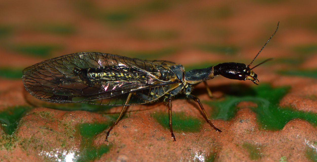 Raphidioptera - Tevenyakú-fátyolkák