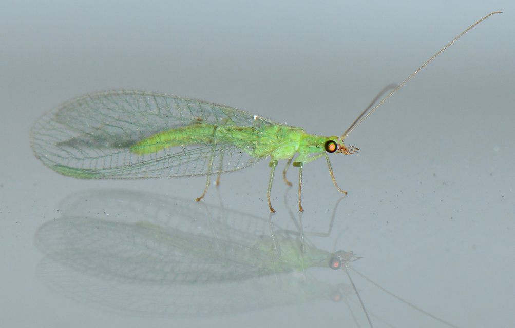 Chrysopidae - zöldfátyolkák