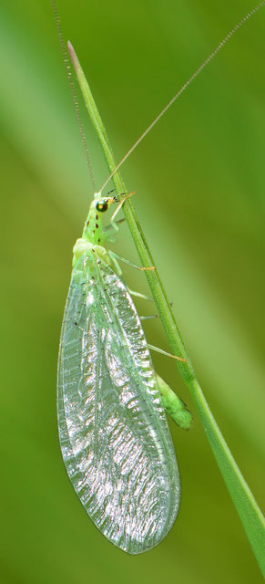 Chrysopidae - zöldfátyolkák