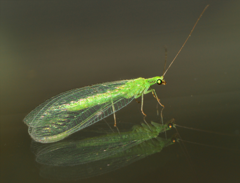 Chrysopidae - zöldfátyolkák