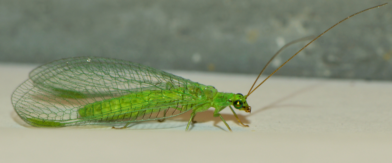 Chrysopidae - zöldfátyolkák