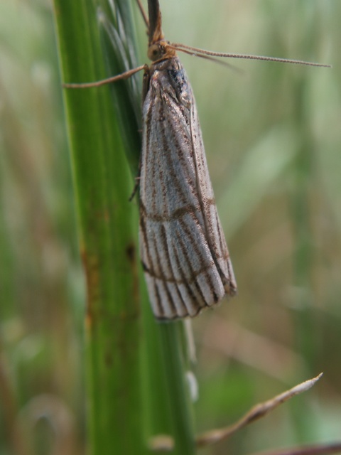 Chrysocrambus linetella - déli fűgyökérmoly
