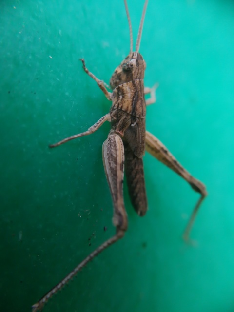 Chorthippus (Glyptobothrus) (subgenus)