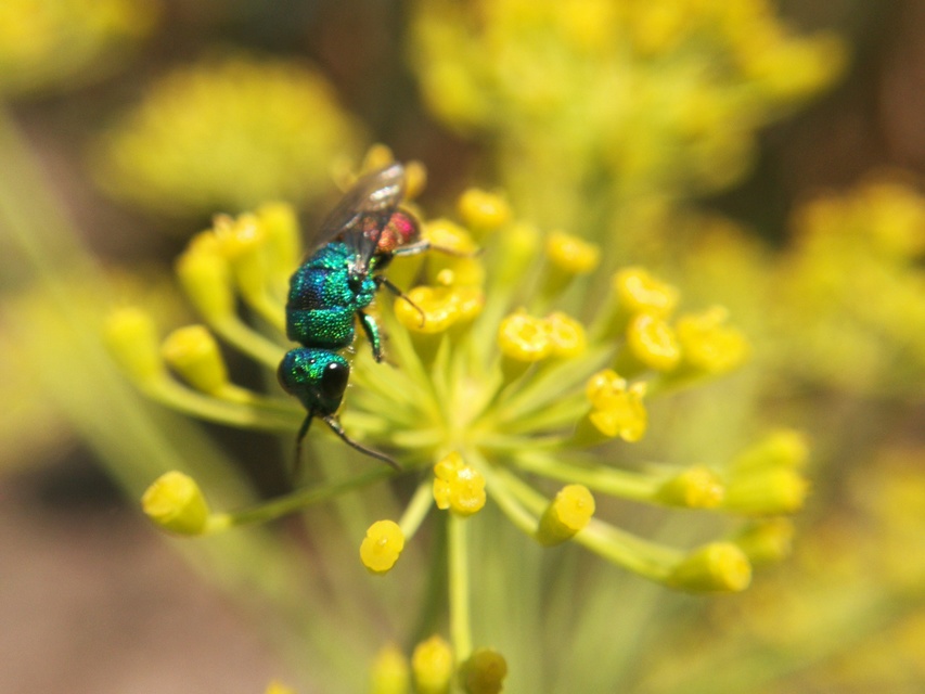 Chrysididae - fémdarazsak