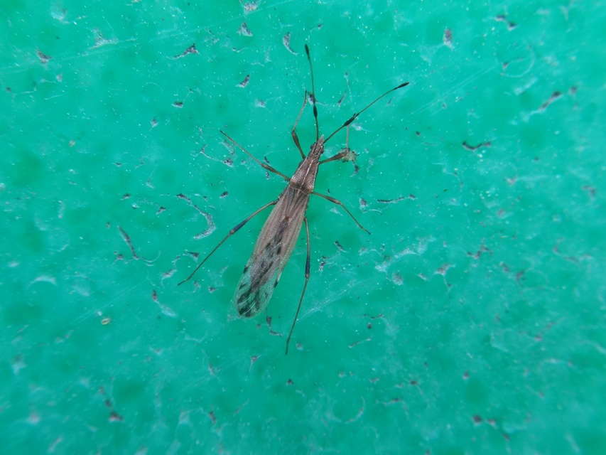 Berytinus