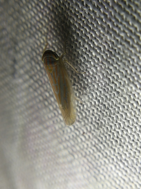 Deltocephalinae