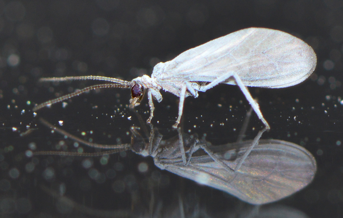 Coniopterygidae - lisztecskék