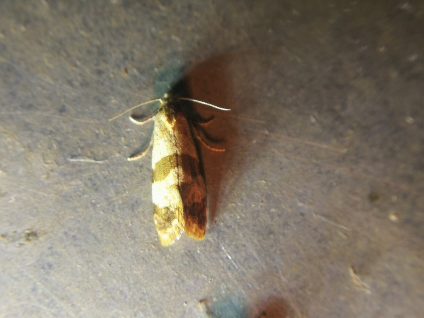 Phalonidia contractana - pipitér-fúrómoly
