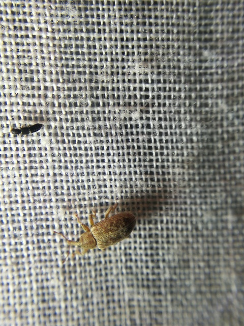 Dorytomus