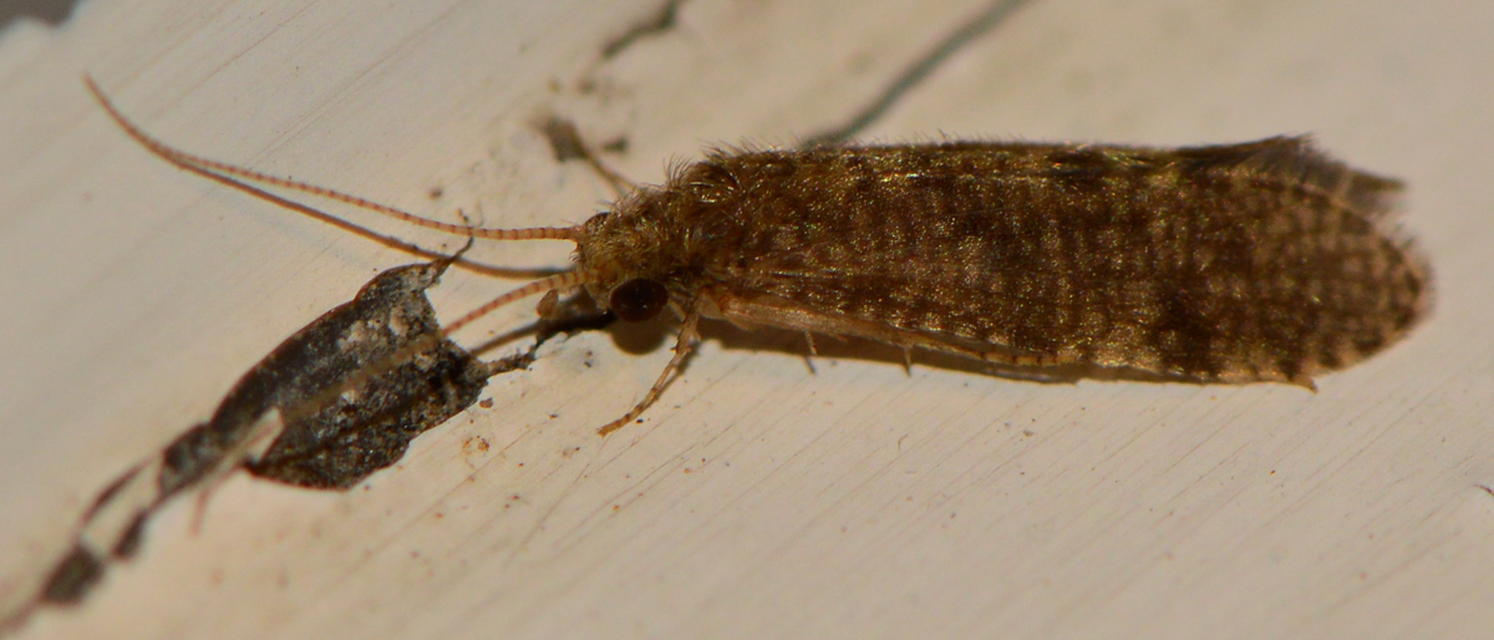 Trichoptera - Tegzesek