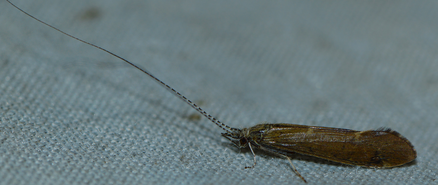 Trichoptera - Tegzesek