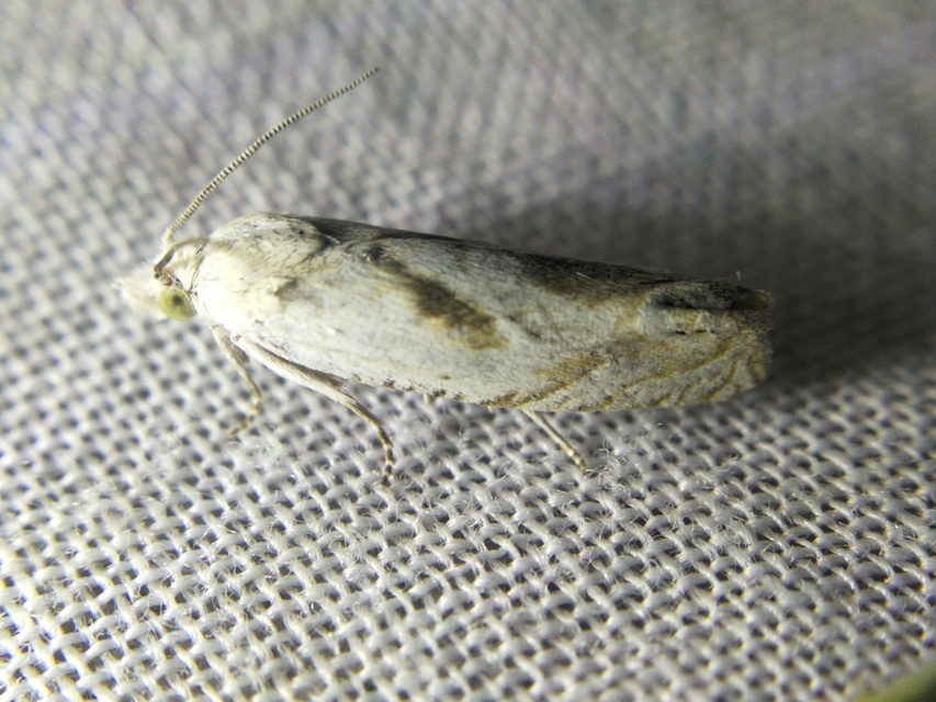 Eucosma metzneriana - ürömgyökér-tükrösmoly