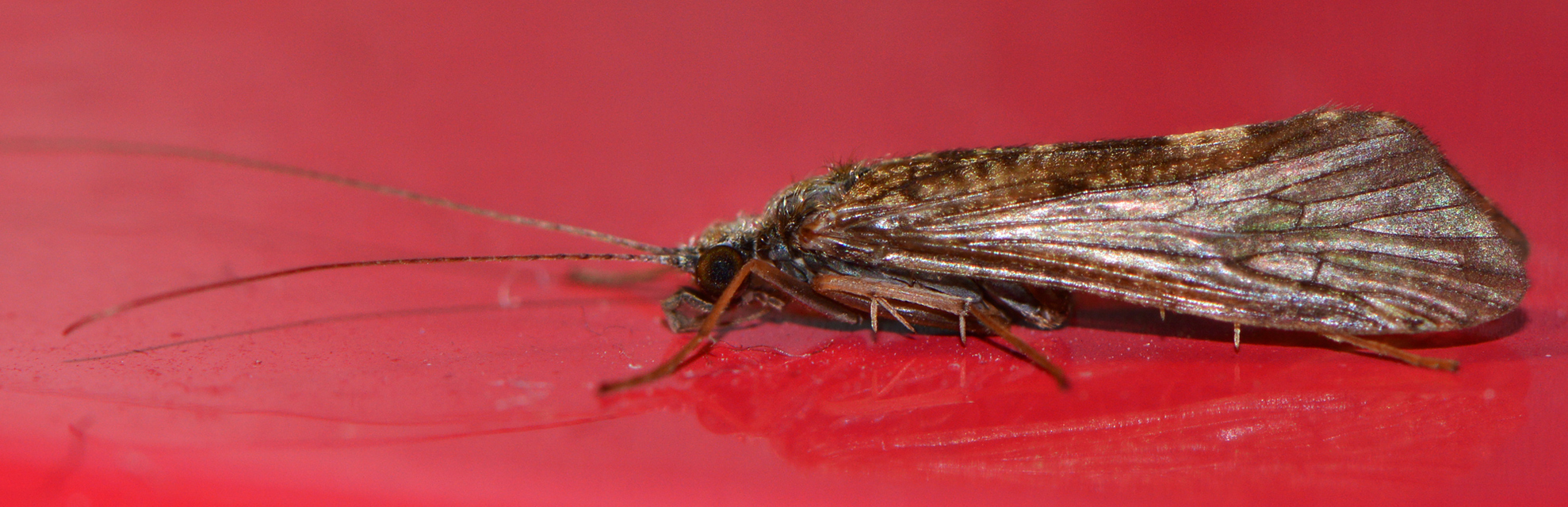 Trichoptera - Tegzesek