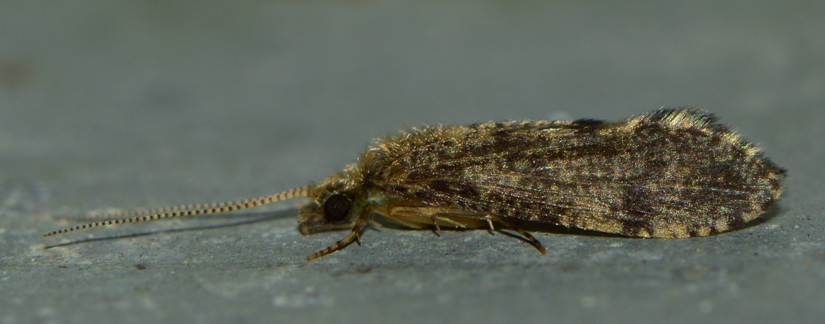 Trichoptera - Tegzesek