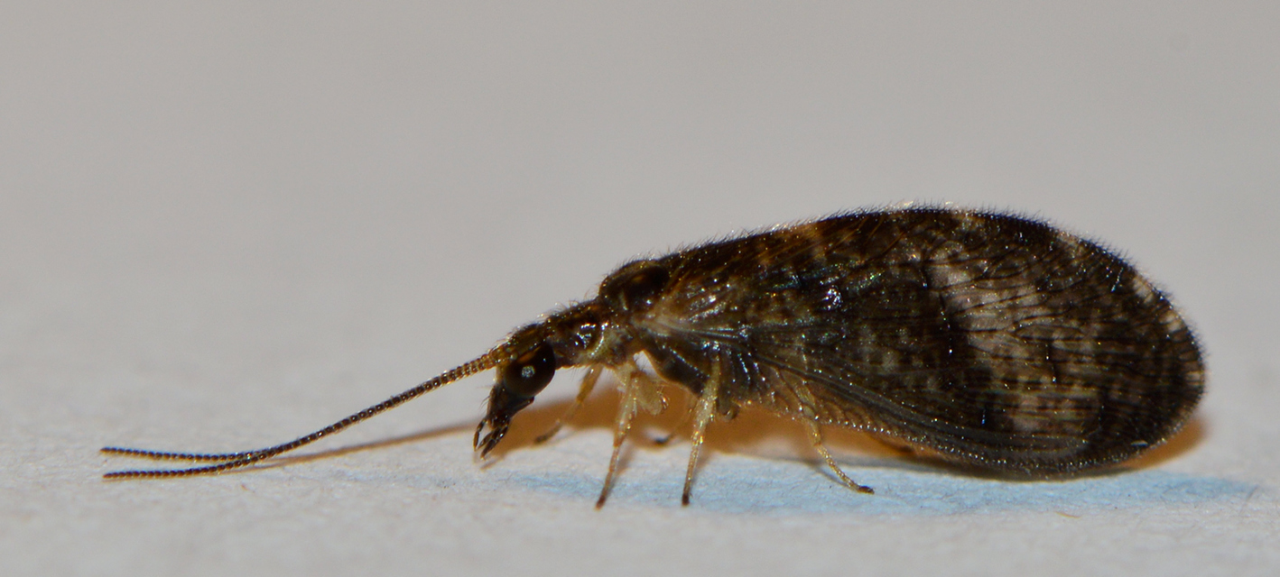 Hemerobiidae - barnafátyolkák