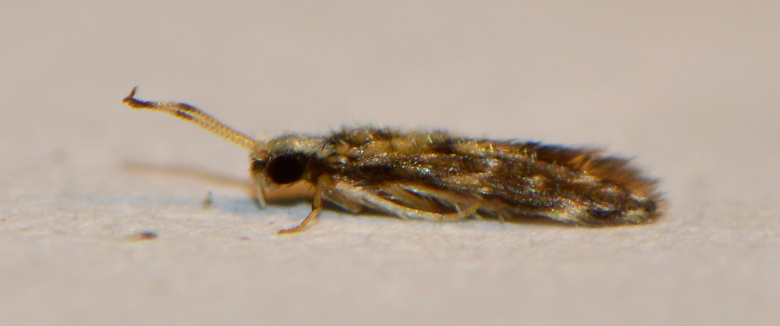 Trichoptera - Tegzesek