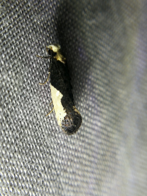 Monopis monachella - apácamoly
