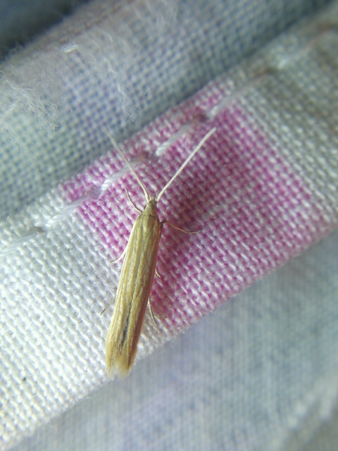 Coleophora