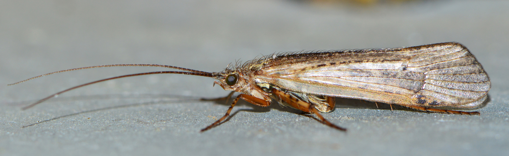 Trichoptera - Tegzesek
