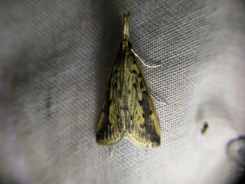 Schoenobius gigantella - óriás nádfúrómoly