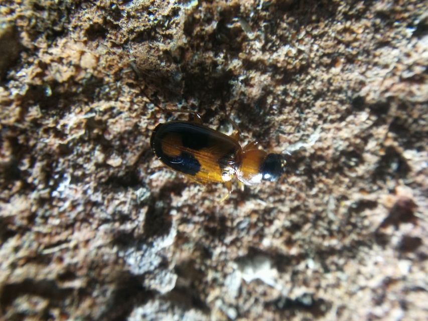 Badister meridionalis - közönséges posványfutonc