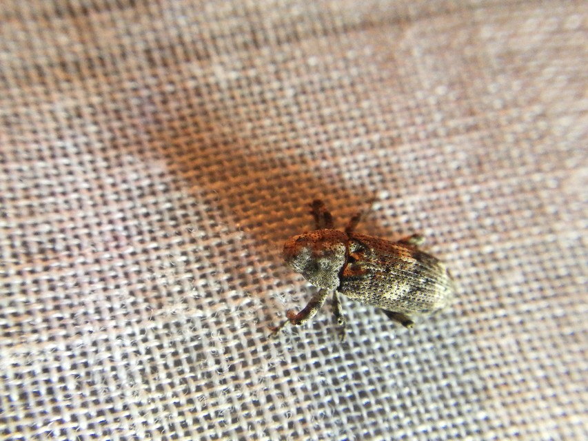Gasterocercus depressirostris - laposorrú ormányos