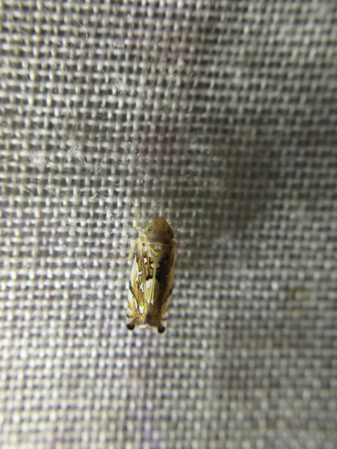 Deltocephalinae
