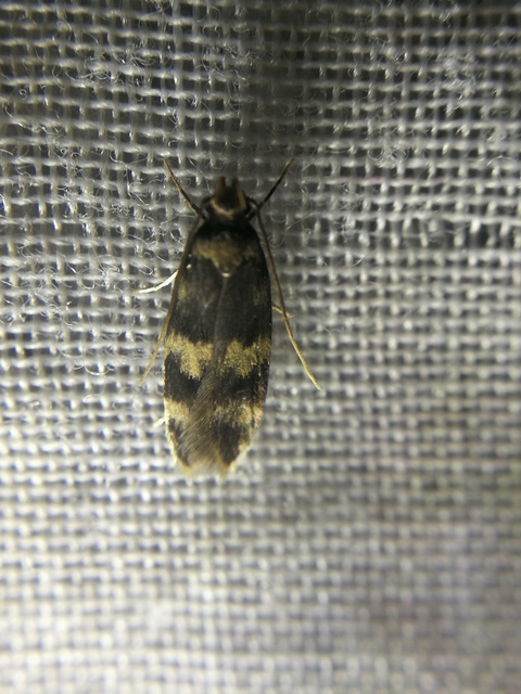 Oegoconia