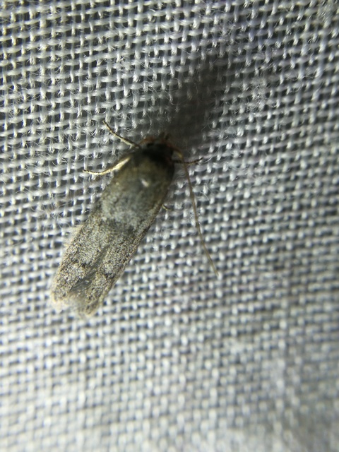 Blastobasis