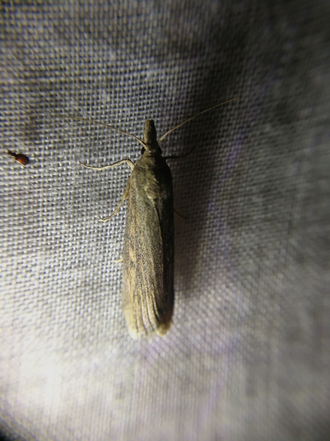 Lamoria zelleri - koldusmoly