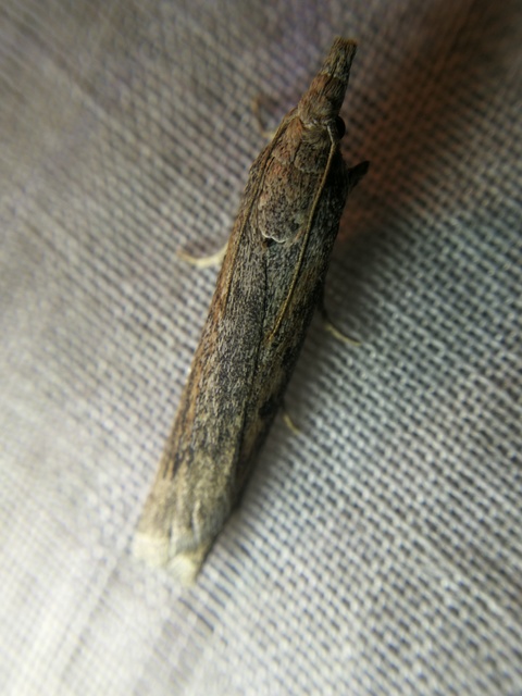 Lamoria zelleri - koldusmoly