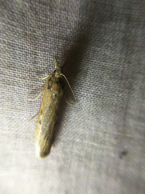 Lamoria zelleri - koldusmoly