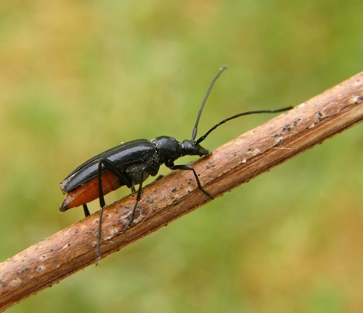 Stenurella nigra - fekete karcsúcincér