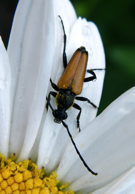 Stictoleptura fulva - vörhenyes virágcincér