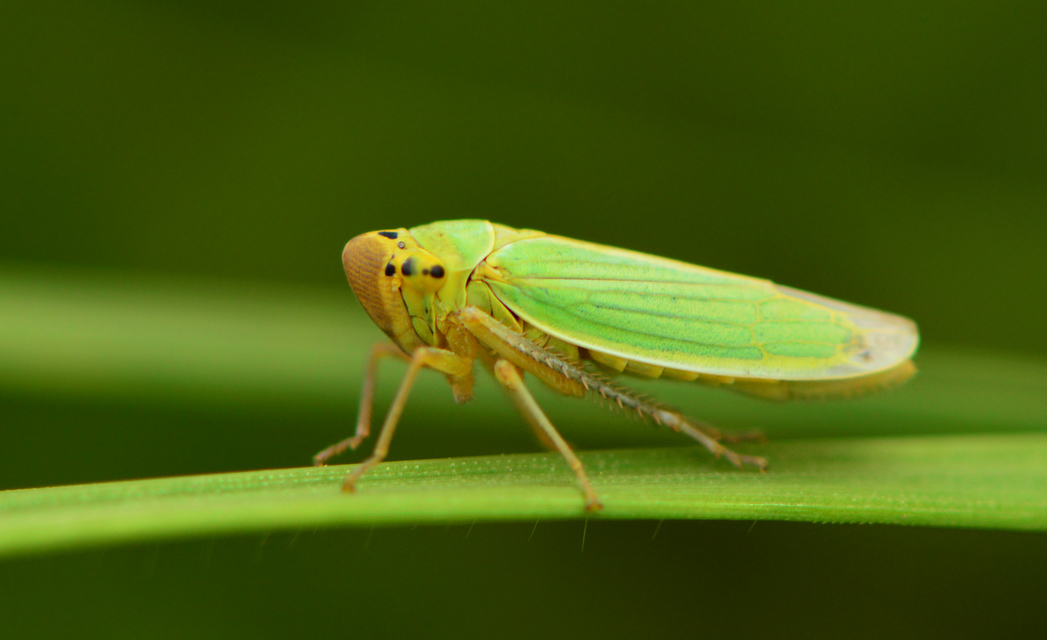 Cicadella viridis - méregzöld kabóca
