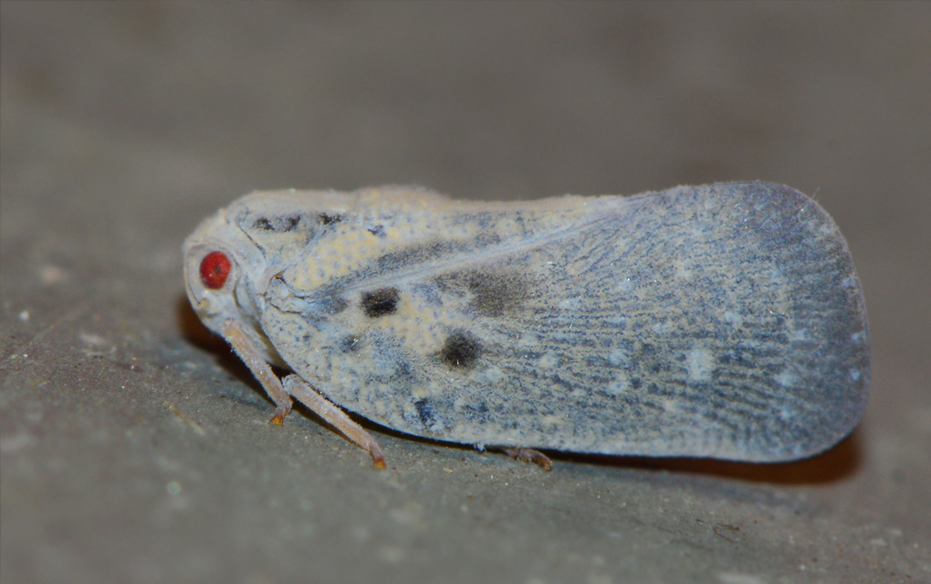 Metcalfa pruinosa - amerikai lepkekabóca
