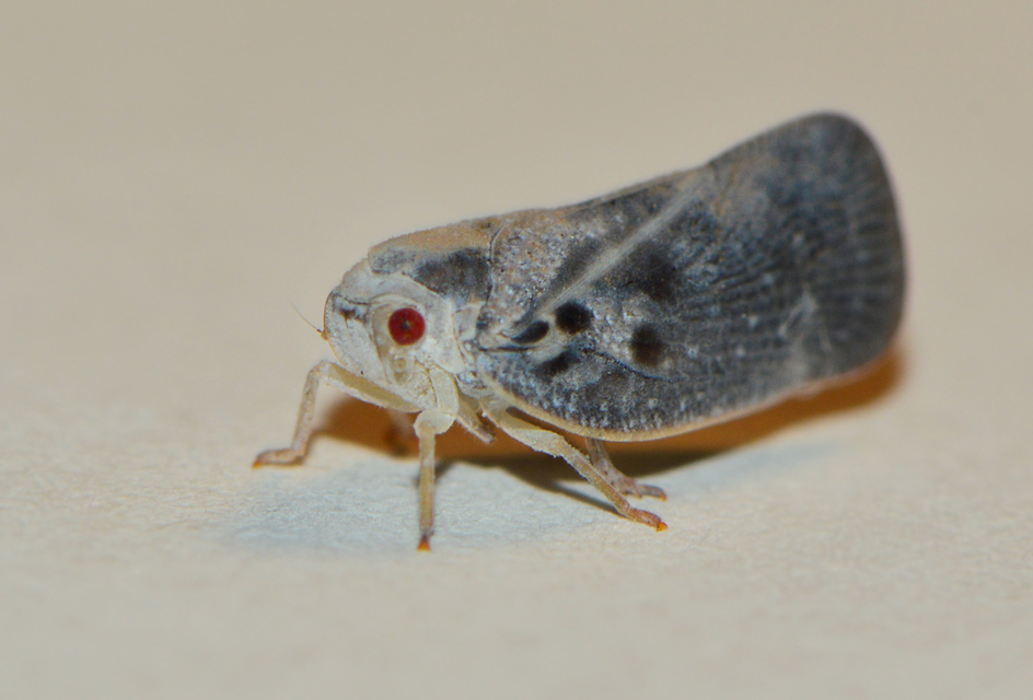 Metcalfa pruinosa - amerikai lepkekabóca