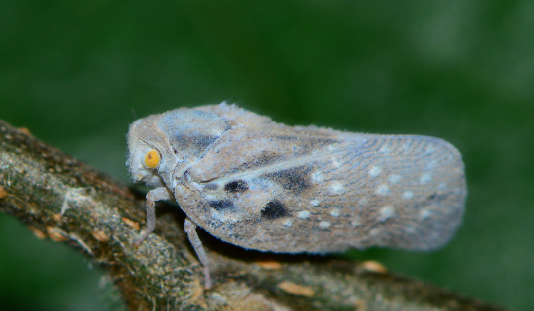 Metcalfa pruinosa - amerikai lepkekabóca